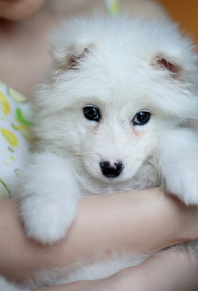 Samoyed puppy