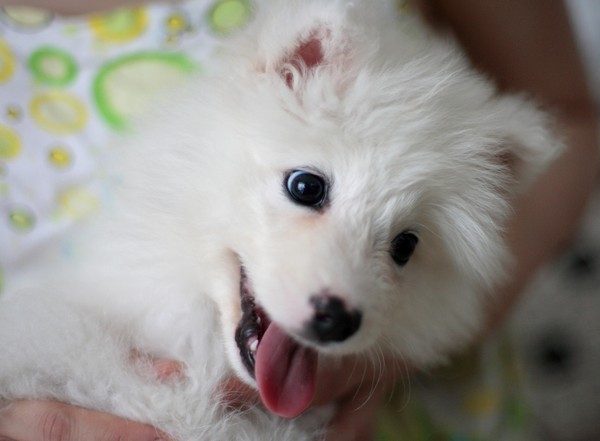 Samoyed puppy