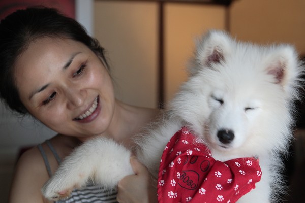 Samoyed puppy