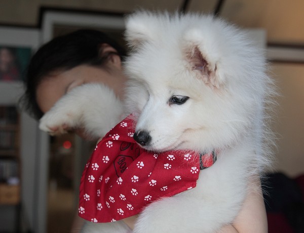 Samoyed puppy