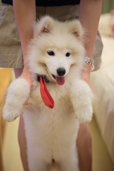 Samoyed puppy