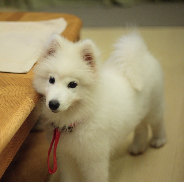 Samoyed puppy