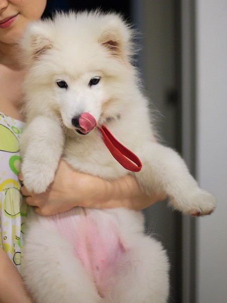 Samoyed puppy